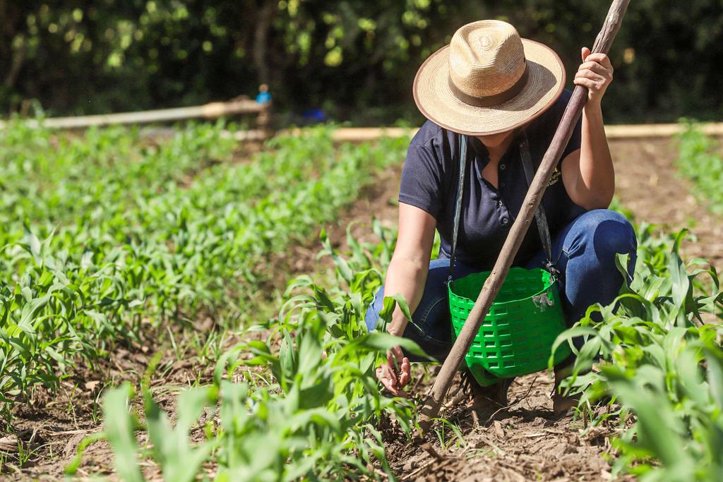autorizan-inyectar-17-millones-para-aumentar-produccion-nacional-de-alimentos-basicos